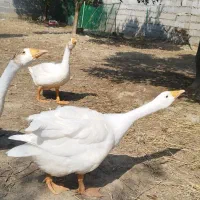 غاز محلی و قوغاز درجه یک، ۹ عدد خرید یک غاز رایگان|حیوانات مزرعه|بابل, |دیوار