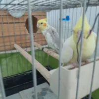 یک جفت عروس هلندی مولد|پرنده|ماهدشت, |دیوار