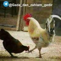 کارگر خانواده‌برای‌مرغداری ‌