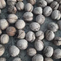 فروش گردو