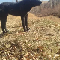 سگ گله|سگ|آوج, |دیوار