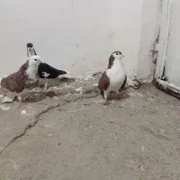 نر و ماده اصفهانی|پرنده|بروجرد, |دیوار