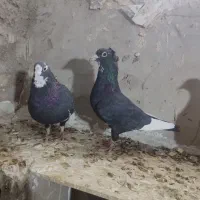 کفتر  سیاه پلنگ