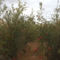 باغ|فروش زمین و ملک کلنگی|سبزوار, خسروجرد|دیوار