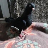 دوتا زاغ آبادانی سالم