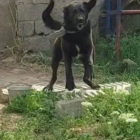 سگ نگهبان