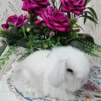 خرگوش لوپ‌ماده برای فروش