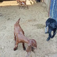 اهواز پردیس