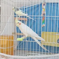 پرنده