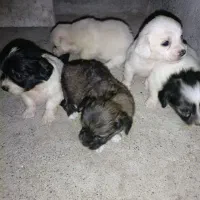 توله سک پاکوتاه معاوضه با انگشتر هم میشه