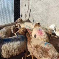 میش