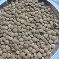 فروش عدس ونخود یکجا