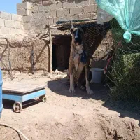 توله سگ افغان