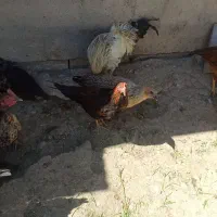 خروس|حیوانات مزرعه|الیگودرز, |دیوار