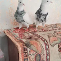 ی جفت طوقی پا|پرنده|کرمانشاه, |دیوار