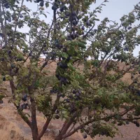 باغ انگور ۵۰۰مترزمین ۶عدرخت گردو