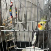 یک جفت عروس هلندی مولد کار داده وایت فیس وسینامون|پرنده|فردیس, فردیس|دیوار