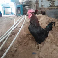 خروس محلی بفروش می‌رسد.