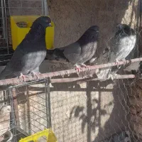کبوتر نوک جمع و جوجه|پرنده|ابهر, |دیوار