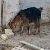 بز جوان تمیز ۴ تومان