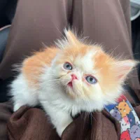 گربه پرشین ناناز