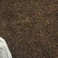 کشمش بوجاری شده|خوردنی و آشامیدنی|افشار, |دیوار