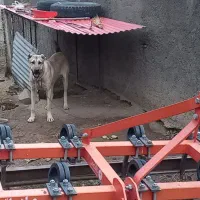 سگ سرابی|سگ|مهربان, |دیوار