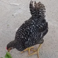 مرغ رسمی