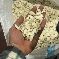 کدو بذر خارجی(هیبرید) درجه ۱ یه دست