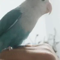 گمشده|حیوانات|بندر گناوه, |دیوار