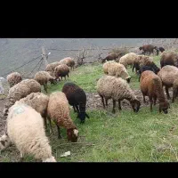 گوسفند وبره