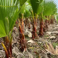 درختچه پالم ،نخل عمده تولیدی