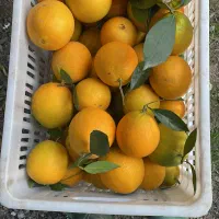 پرتقال تامسون برگی