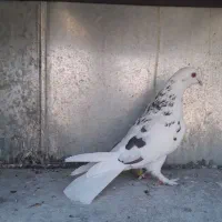 کبوتر نر و ماده|پرنده|تهران, یافت آباد شمالی|دیوار