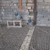 جفت عراقی فروشی|پرنده|سوسنگرد, |دیوار