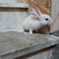 خرگوش|موش و خرگوش|گرگان, |دیوار