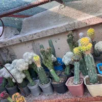 فروش یکجا گلخانه تقریبا ۴۰۰ عدد گلدونه کوچک و بزرگ