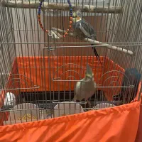 یک جفت عروس هلندی