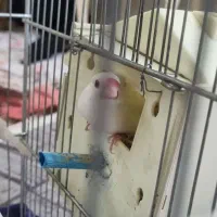 فنچ نرگسی مولد روی تخم معاوضه با قناری|پرنده|تهران, نیروی دریایی|دیوار