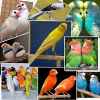 پرندگان زینتی عباس پور|پرنده|شیروان (خراسان), |دیوار