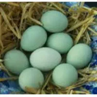 تخم مرغ نطفه دارکرک شو لاکندزی اصل واورکانا وبرهما