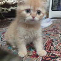 بچه گربه  اسکاتیش|گربه|لنگرود, |دیوار