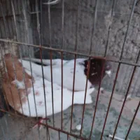 5 تا کفتر کله ای|پرنده|بروجرد, |دیوار