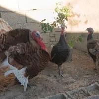 بوقلمون|پرنده|سرعین, |دیوار