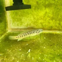 چانا|ماهی|خوی, |دیوار