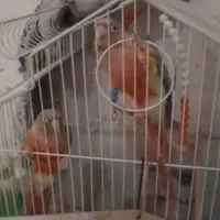 طوطی گرنجیک یک جفت