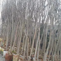 درخت|گل و گیاه طبیعی|احمدآبادمستوفی, |دیوار