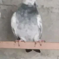 کبوتر مسافتی