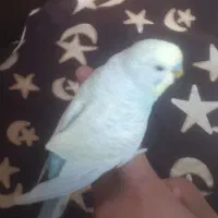 مرغ عشق اسپانگل|پرنده|اسفراین, |دیوار