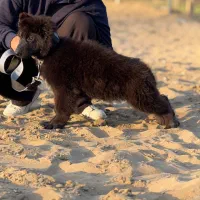 ژرمن شپرد بلک